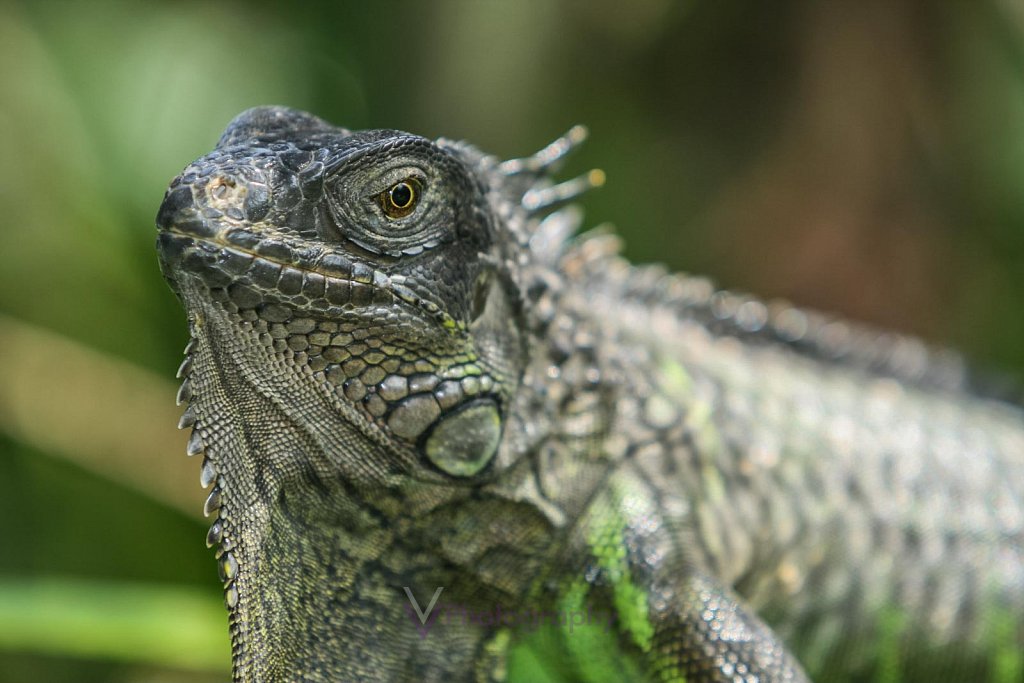 Leguan - Bali Reptile Park in Bali