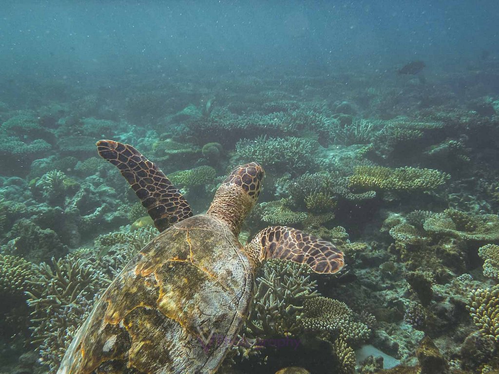 Meeresschildkröte - Athuruga - Malediven